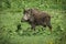 European wild boar