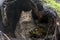 European wild cat (Felis silvestris)