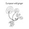 European wild ginger Asarum europaeum , or asarabacca, , hazelwort, medicinal herb