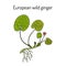 European wild ginger Asarum europaeum , or asarabacca, , hazelwort, medicinal herb