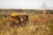 European wild horses in Milovice Natural Reserve, Czech Republic. Equus ferus ferus. Exmoore ponny, wild horses