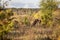 European wild horses in Milovice Nature Reserve, Czech Republic. Equus ferus ferus. Exmoore ponny, hrd of wild horses