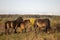 European wild horses in Milovice Nature Reserve, Czech Republic. Equus ferus ferus. Exmoore ponny, wild horses