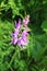 European wild orchid Red Helleborine growing in the Kaiserstuhl hills in Southwest