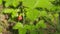 European wild strawberry. Wild strawberry swing in wind against a green background. Close up.