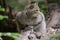 European Wildcat