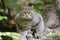 European Wildcat