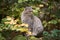 European wildcat