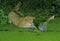 EUROPEAN WILDCAT felis silvestris, ADULT HUNTING GREEN FROG rana esculenta