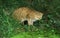 European Wildcat, felis silvestris, Adult hunting near Pond