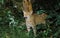EUROPEAN WILDCAT felis silvestris, ADULT LICKING