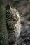 EUROPEAN WILDCAT felis silvestris, ADULT RUBBING HEAD ON TREE