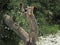 European Wildcat, felis silvestris, Adult standing on Hind Legs, Hunting