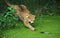 European Wildcat, felis silvestris hunting in Swamp