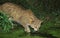 European Wildcat, felis silvestris hunting in Swamp