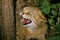 European Wildcat, felis silvestris, Portrait of Adult Snarling