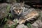 European wildcat (Felis silvestris silvestris).