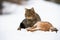 European wildcat with killed hare sitting on snow watching