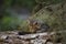 European Wildcat kitten playing on a tree log