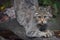 European wildcat portrait close up