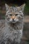 European wildcat portrait close up