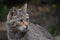 European wildcat side profile portrait close up