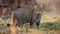 European wildcat standing on dry field in spring nature