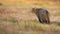 European wildcat standing on meadow in autumn nature