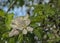 European wilde apple blossoms in the springtime garden.