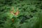 European wildlife. Roe deer hidden in sunflower field.