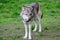 The european wolf Canis lupus