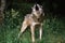 EUROPEAN WOLF canis lupus, ADULT HOWLING