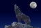 European Wolf, canis lupus, Adult Howling at the Moon