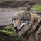 European Wolf, Canis lupus lupus. K9