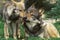 European Wolf, canis lupus, Mother licking Pup