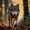 EUROPEAN WOLF Canis lupus, Portrait of an adult male wolf in the forest