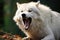 EUROPEAN WOLF Canis lupus, Portrait of an adult male wolf in the forest