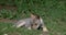 European Wolf, canis lupus, Pup laying, France, Real Time