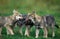 European Wolf, canis lupus, Pups playing