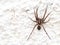 European Wolf Spider or False Tarantula Hogna radiata. Macro. On white wall.