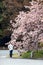 European woman sniffs flowers of blooming sakura tree in central garden of Kyoto, Japan