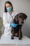 European woman veterinarian examines Labrador dog at an appointment