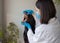 European woman veterinarian examines Labrador dog at an appointment