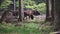 European wood Bison, also Wisent at Rothaarsteig, Sauerland