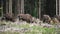 European wood Bison, also Wisent at Rothaarsteig, Sauerland