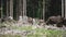 European wood Bison, also Wisent at Rothaarsteig, Sauerland