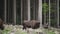 European wood Bison, also Wisent at Rothaarsteig, Sauerland