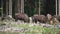 European wood Bison, also Wisent at Rothaarsteig, Sauerland