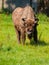 European wood bison in Bialowieza primeval forest