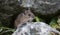 European wood mouse